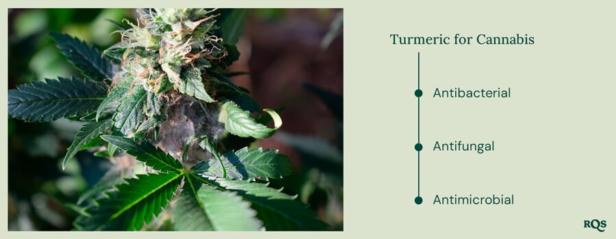 Turmeric for cannabis benefits EN