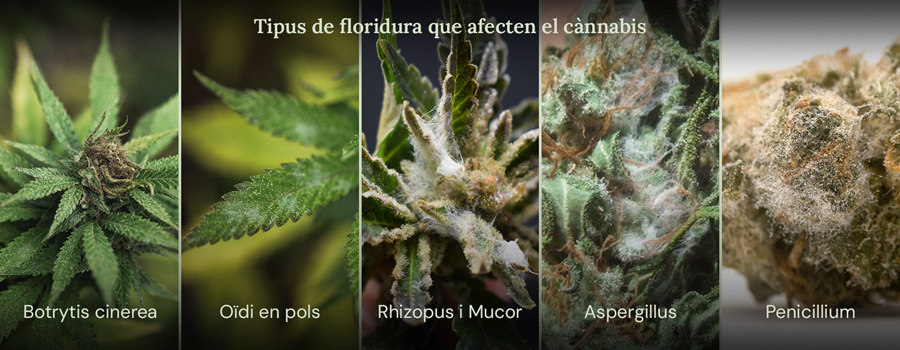 Un collage de imágenes que muestra diferentes tipos de moho que pueden afectar las plantas de cannabis. Los tipos de moho mostrados son Botrytis cinerea, oídio, Rhizopus y Mucor, Aspergillus y Penicillium.