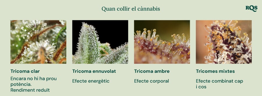 Una guia visual per a la collita de la marihuana basada en el color dels tricomes. Mostra quatre etapes: tricomes clars (no prou potents), tricomes lacti (efecte energètic), tricomes àmbar (efecte corporal/sedant) i tricomes mixtos (efecte equilibrat cos i ment).