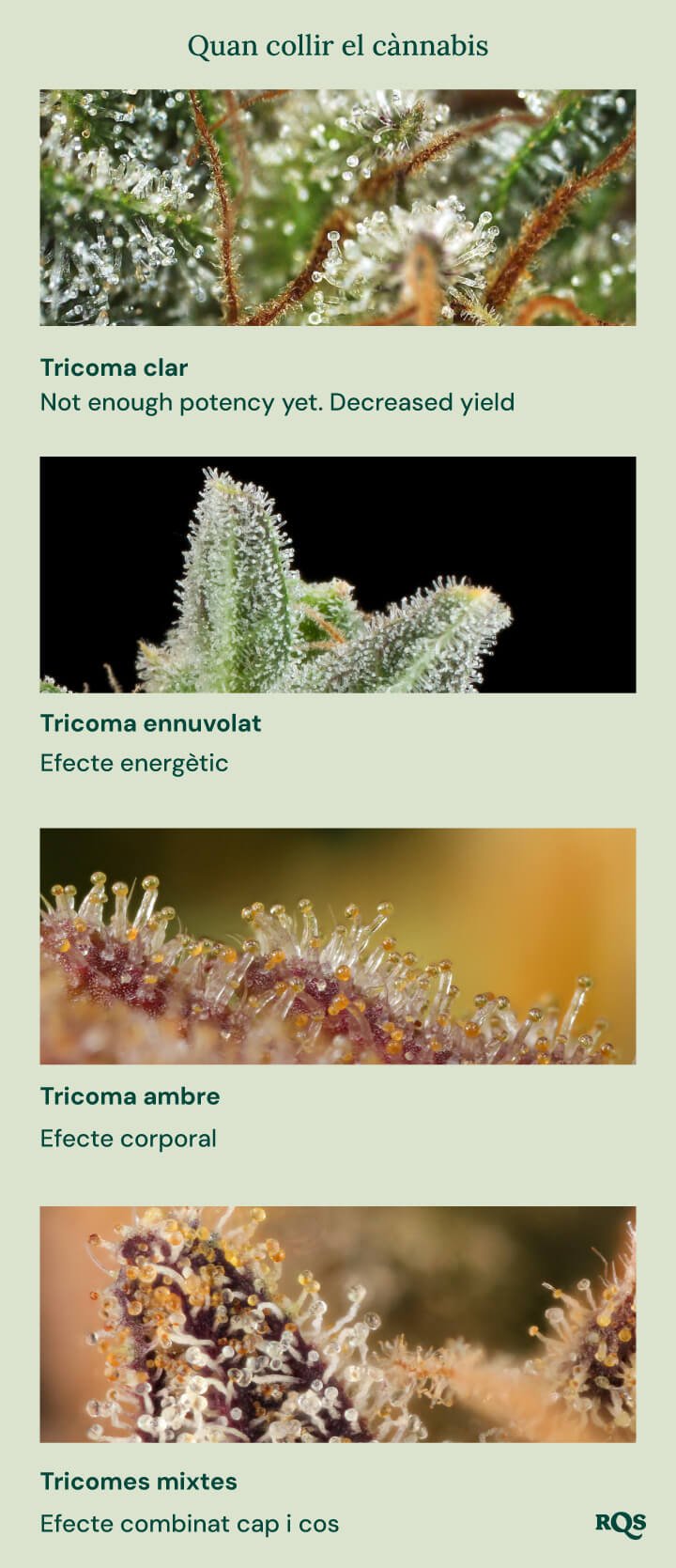 Una guia visual per a la collita de la marihuana basada en el color dels tricomes. Mostra quatre etapes: tricomes clars (no prou potents), tricomes lacti (efecte energètic), tricomes àmbar (efecte corporal/sedant) i tricomes mixtos (efecte equilibrat cos i ment).