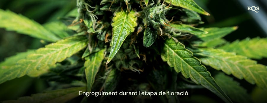 Primer pla de fulles de cànnabis groguejant durant la fase de floració, mostrant signes de senescència o deficiències nutricionals potencials. Relacionat amb les fulles grogues durant la floració.