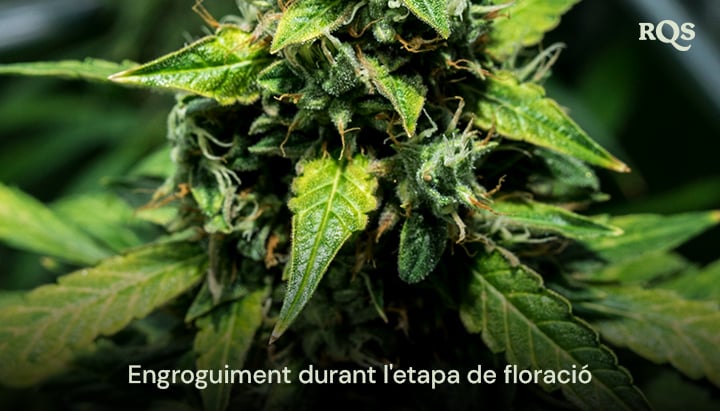 Primer pla de fulles de cànnabis groguejant durant la fase de floració, mostrant signes de senescència o deficiències nutricionals potencials. Relacionat amb les fulles grogues durant la floració.