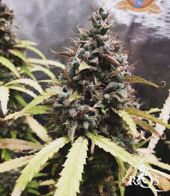 Royal Kush Auto Royal Kush Auto