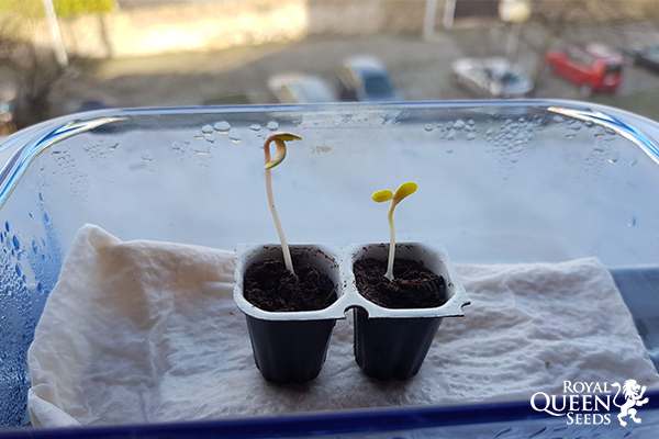 Easy Start Easy Start