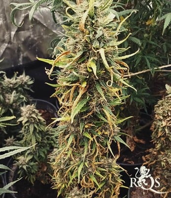 Amnesia Haze Auto Amnesia Haze Auto