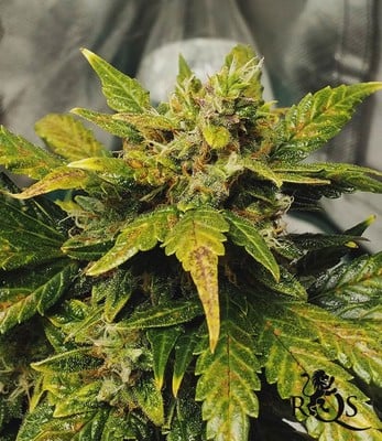 Amnesia Haze Auto Amnesia Haze Auto