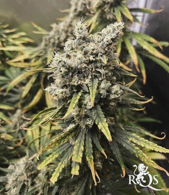 Sour Diesel Sour Diesel