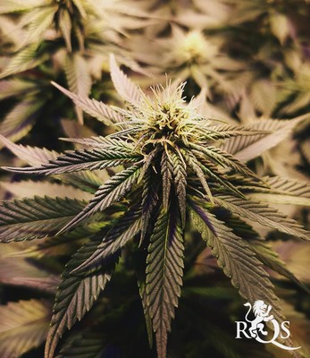 Sour Diesel Sour Diesel