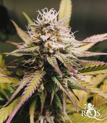 Candy Kush Express (Fast Flowering) Candy Kush Express (Fast Flowering)