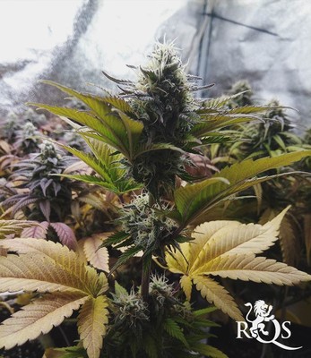 Candy Kush Express (Fast Flowering) Candy Kush Express (Fast Flowering)