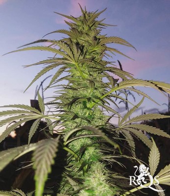 Candy Kush Express (Fast Flowering) Candy Kush Express (Fast Flowering)