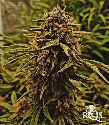 AMG - Amnesia Mac Ganja AMG - Amnesia Mac Ganja