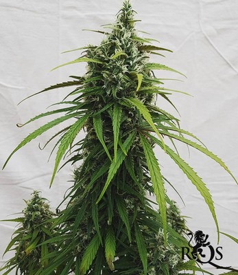 AMG - Amnesia Mac Ganja AMG - Amnesia Mac Ganja