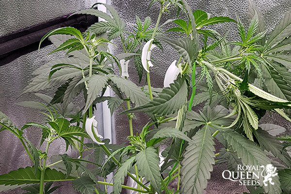 Clips d'entrenamient LST per a plantes Clips d'entrenamient LST per a plantes