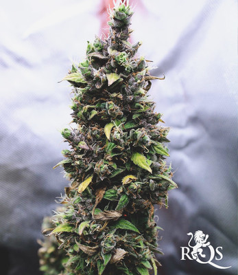 Sherbet Queen Auto Sherbet Queen Auto