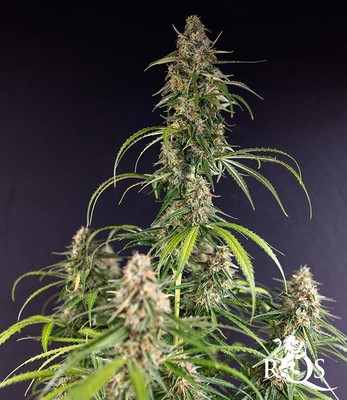 Hyperion F1 Hyperion F1