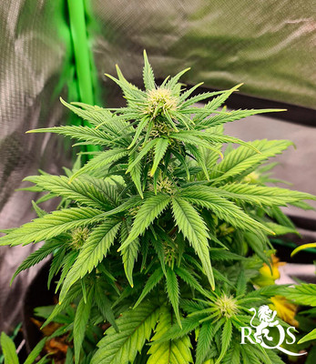 Hyperion F1 Hyperion F1